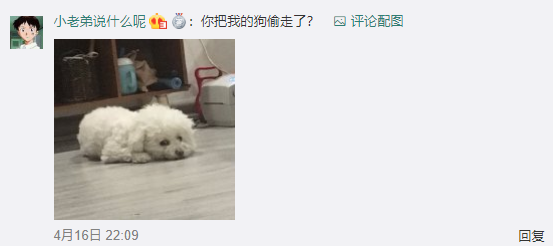 世界上僅此一只的狗狗 看完我笑了 沙雕年年有今年特別多