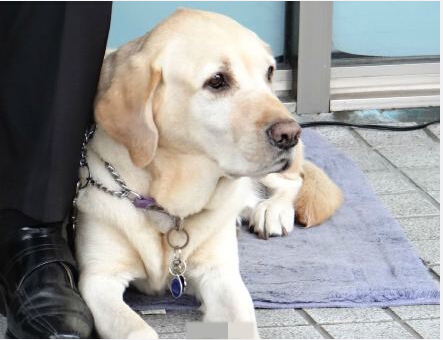 機場驚現導盲犬 將為視障乘客提供服務