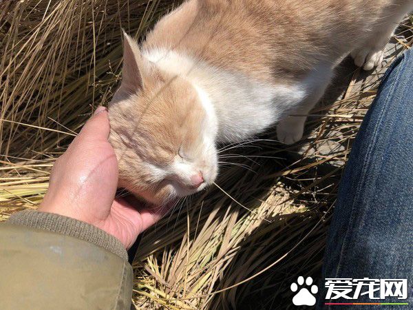 要是再不走一定走不了 旅途偶遇親人貓咪不舍離開