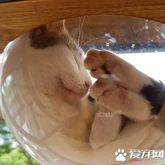 貓咪游樂園主題餐廳  成為未來流浪喵們的庇護所