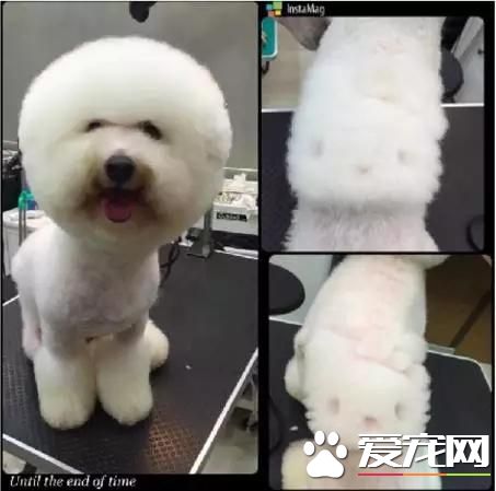 臺灣的這家寵物美容院上了國外新聞，只因有這么個任性的老板