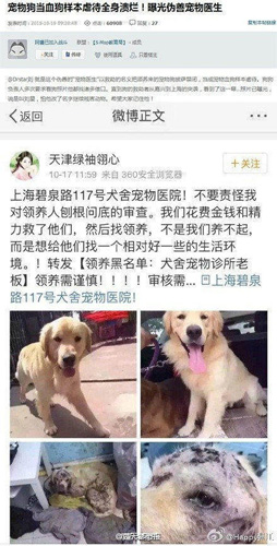 許多領養寵物沒有得到應有照顧 把領養狗當成活血庫