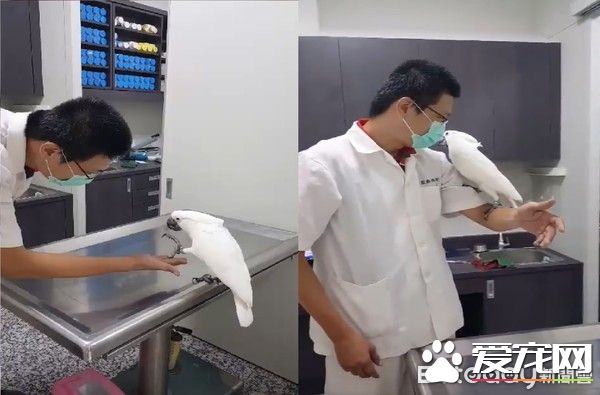 小霸王鸚鵡醫院檢查秒變樣 超級乖還會撒嬌
