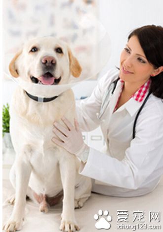 如何去挑選一只健康優質的臘腸犬