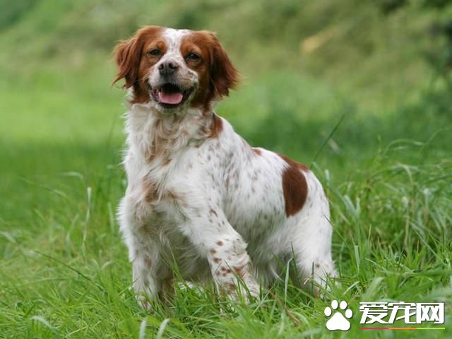 狗狗智商排行榜，你家狗狗排第幾？