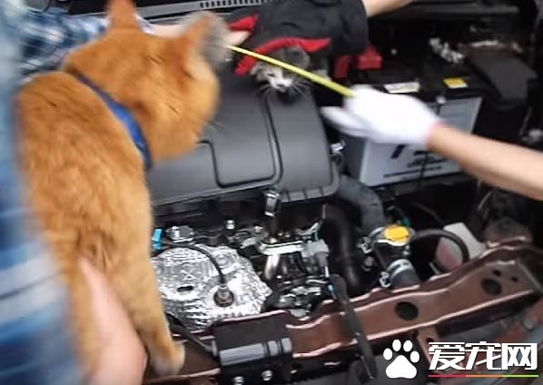 小貓誤入汽車引擎取暖 幸得橘貓呼喚有驚無險