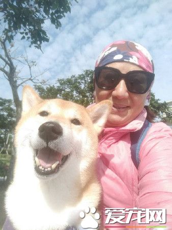 上班看到這份小驚喜 汪汪舉雙手投降樣子超萌