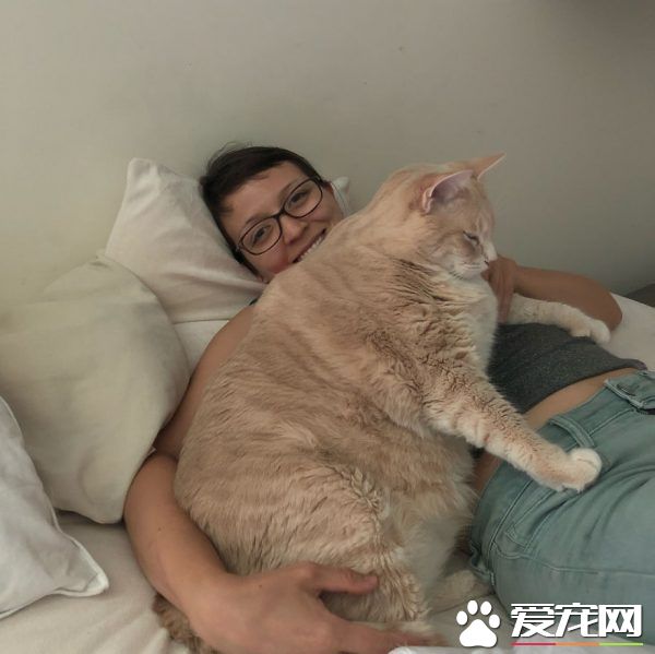 愛貓情侶想收養第三只貓 意外被一只橘喵吉拉吸引