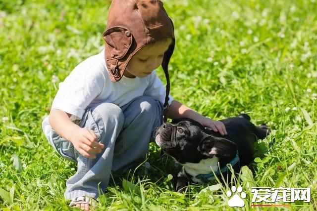 什么狗是理想的家庭犬？哈士奇并不算