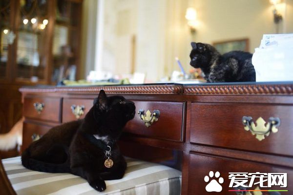 太會挑貓奴了! 小浪貓迷路闖進州長官邸被收編