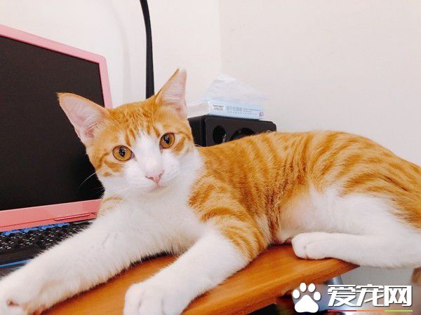 喵想要撒嬌被奴才壓到 奶音抗議讓人快要被萌化