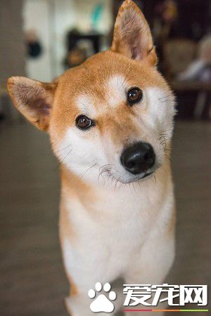 貓狗大戰的前哨？ 啊柴嚴肅盯著桌上3只喵老大