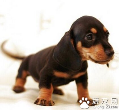 臘腸犬從陽臺摔下來 疑似6歲男童故意丟下