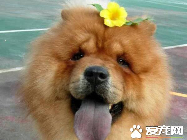圓夢養鬆獅犬13年 向民眾建議養米克斯是最好的
