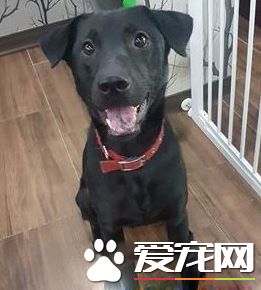 愛需要采取行動 希望大家能以領養代替購買