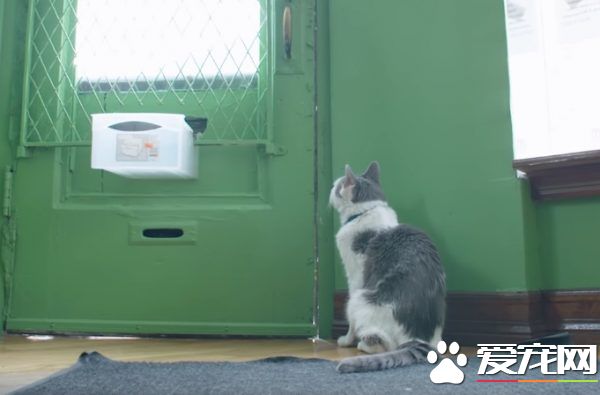 超專業的房仲貓咪 不僅接待客人還會陪簽約