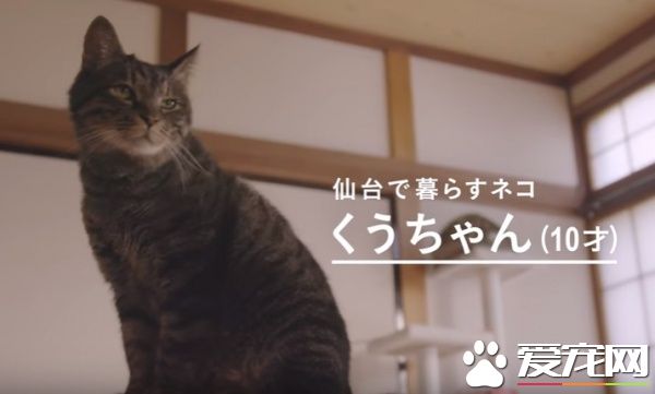 貓咪到底認得主人聲音嗎？答案在這支廣告里