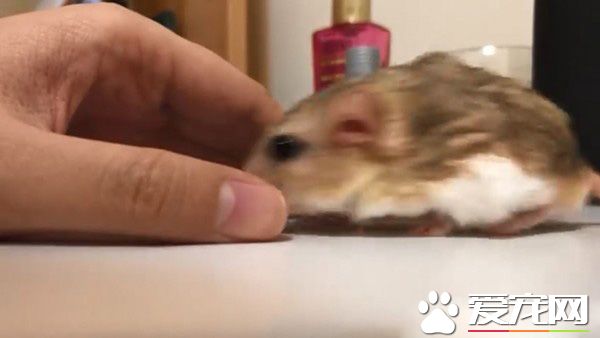 超萌肥尾沙鼠 對人類手掌心獨有情鐘