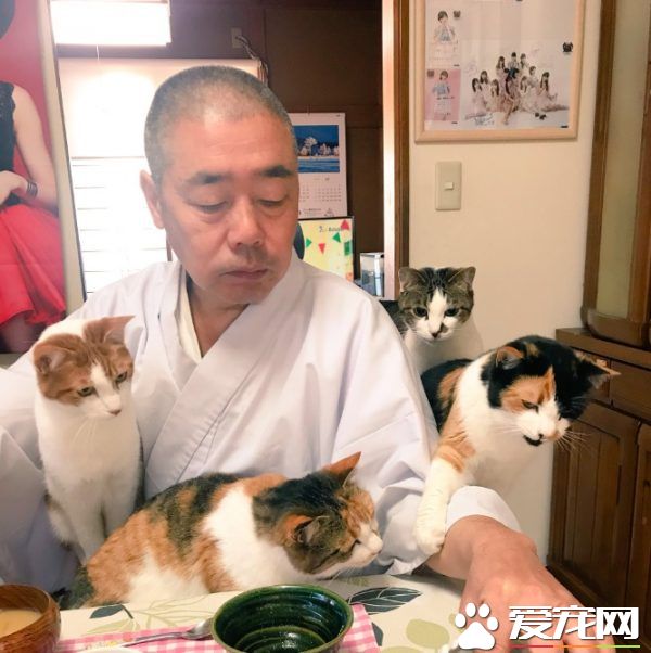 吃個飯壓力好大！日本住持每天被愛貓包圍