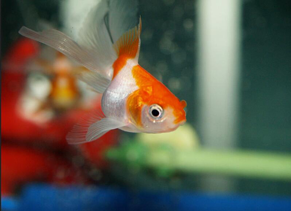 金魚需要加熱棒嗎