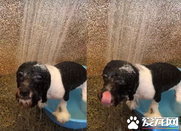 超愛洗澡的花貴賓 聽到水聲奔澡盆坐等
