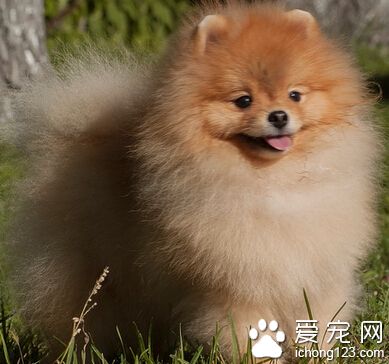 一只嬌小可愛的博美犬居然能拖動40斤重物散步