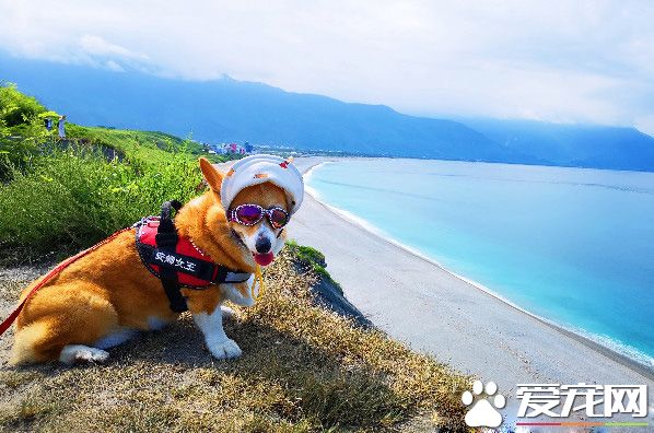 柯基犬在繁殖場被救 幸遇把拔帶它旅游看世界