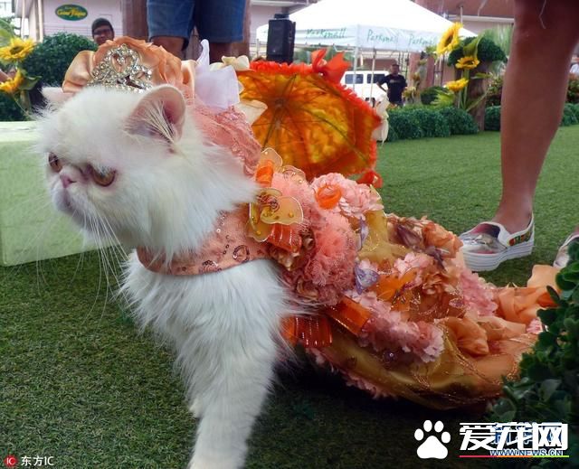 菲律賓寵物節的寵物時裝秀