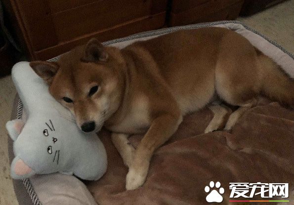 發糞涂樹 柴柴的特殊上廁所方式給樹留下黃金記號