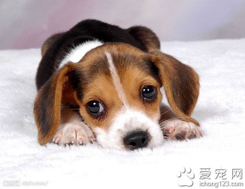 主人與狗都違反了交通法規 保險公司不愿賠償