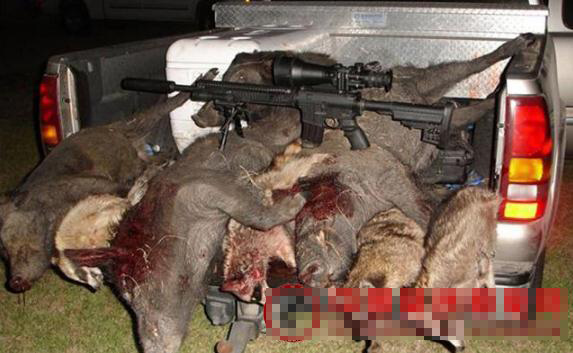 武大被獵殺野豬同伙 傳是學生養的寵物每天定時喂養