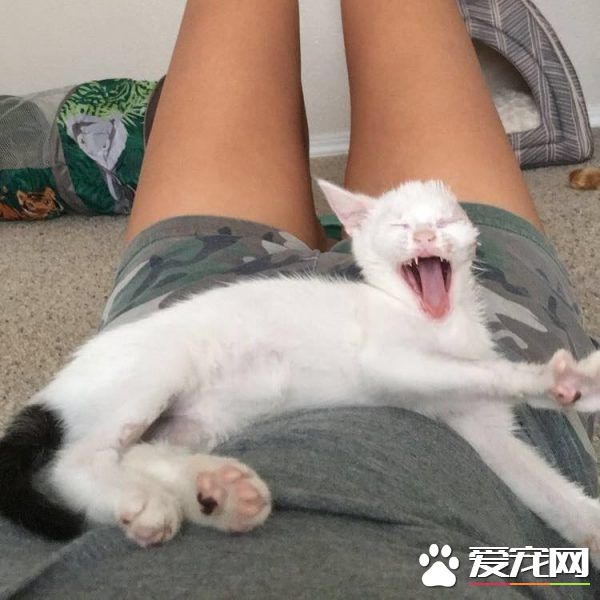 患病小貓耳朵被線絞斷 好心貓奴的照顧下蛻變成美貓