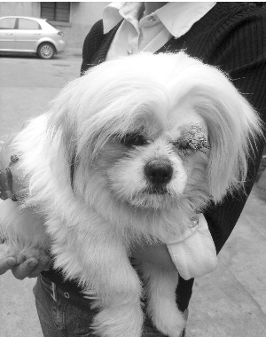 貴賓犬腳筋被殘忍挑斷 兇手至今還沒找到