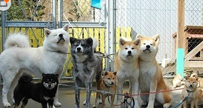 日本網友養八只秋田犬霸氣出巡 驚呆網友