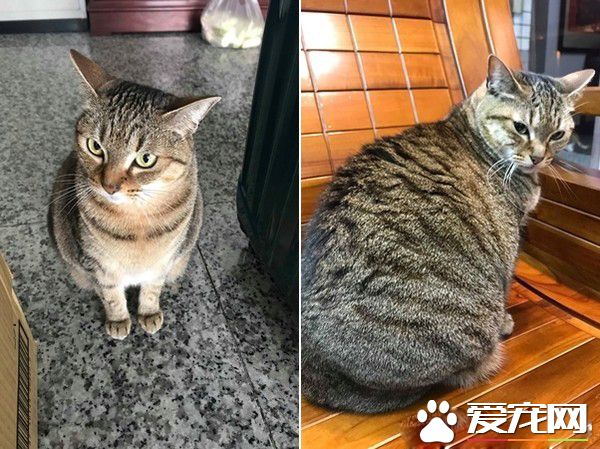 超過3秒不能吃啦 貓奴撿回飼料卻招來貓拳伺候