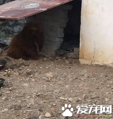 古牧養成泰迪是怎么回事 這泰迪混得太差了