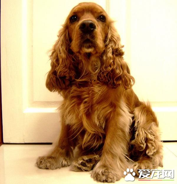 狗狗智商排行榜，你家狗狗排第幾？
