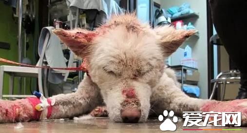 流浪狗無家可歸，蜷縮在惡臭的垃圾場中，把垃圾場當做自己的家