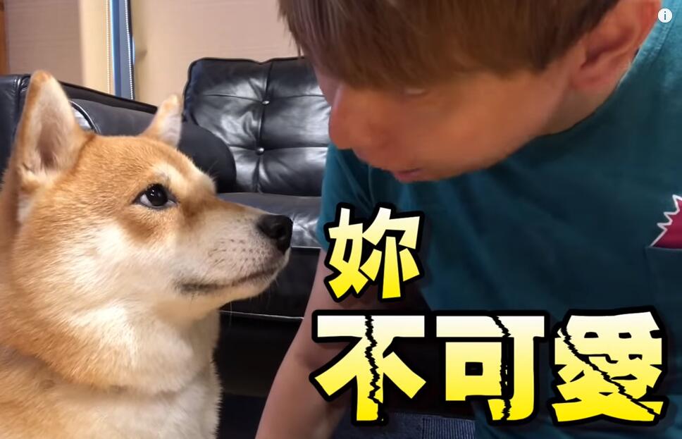 超自戀的柴犬 說不可愛就肉拳攻擊