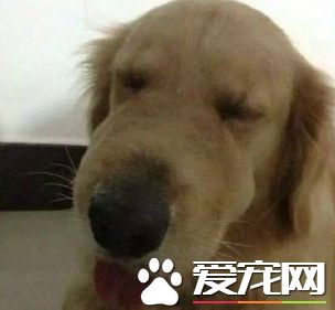 黃金獵犬一口咬下仙人掌 狗臉腫的像豬頭
