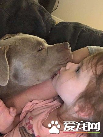 比特犬米克斯被關狗籠 餓到皮包骨幸得及時救援