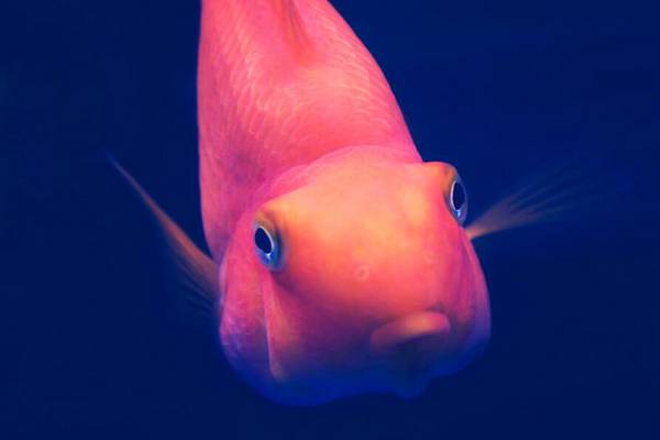 養鸚鵡魚的竅門