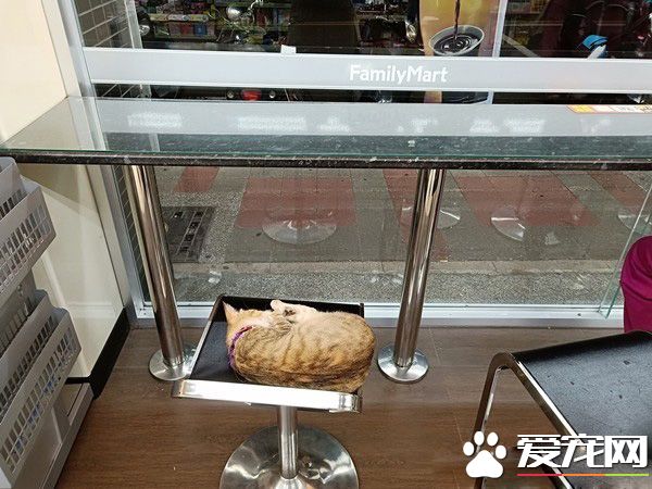 超商突然出現可愛店貓 每晚回來等待棄養它的主人