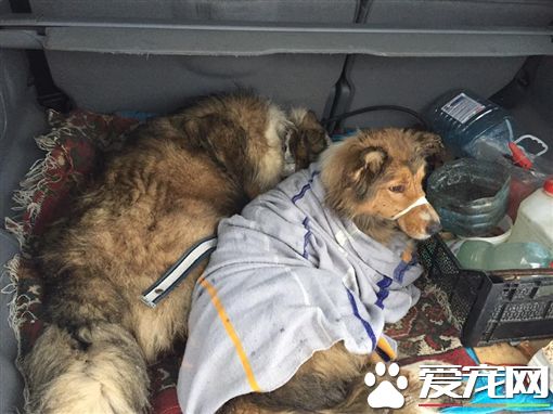 同伴受傷卡鐵軌 牧羊犬保護同伴不離不棄