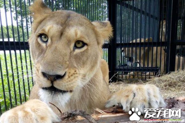 馬戲團獅子被不人道對待 獲救后開心漸露自然天性