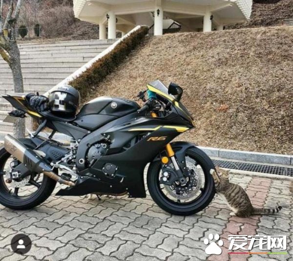 浪貓把輪胎當貓抓板磨爪 抱著輪胎當場睡著啦