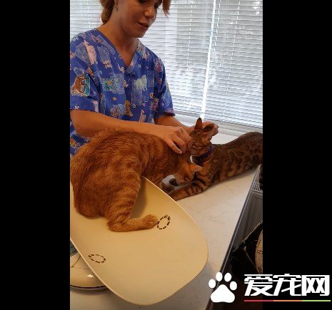 超有義氣的一只貓 要逃命也絕不丟下同伴!