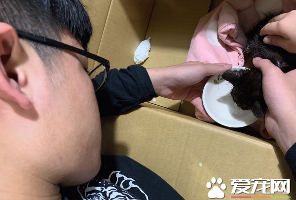 新生奶貓被棄置廚余桶 國中生暖心救回一命