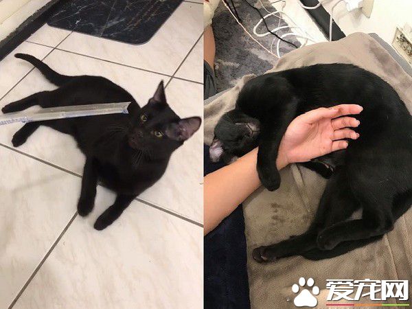 貓哥打呵欠弟弟伸出肉球 狠狠塞進哥哥嘴巴里
