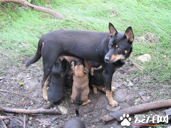 阿婆過世 米克斯依舊守護無人居住房子